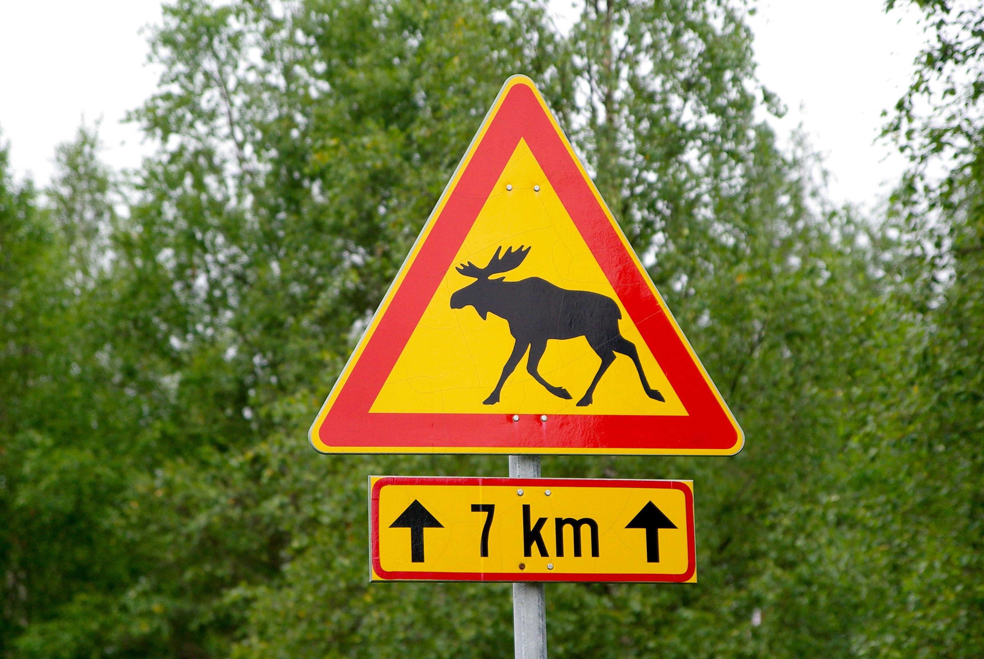 7 km ahead animal crossing road signage