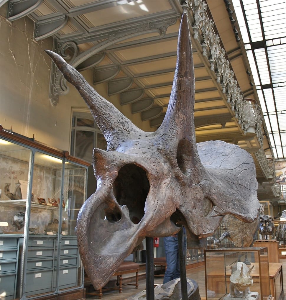 gray triceratops fossil preview