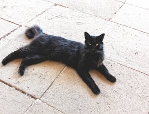 black fur cat thumbnail