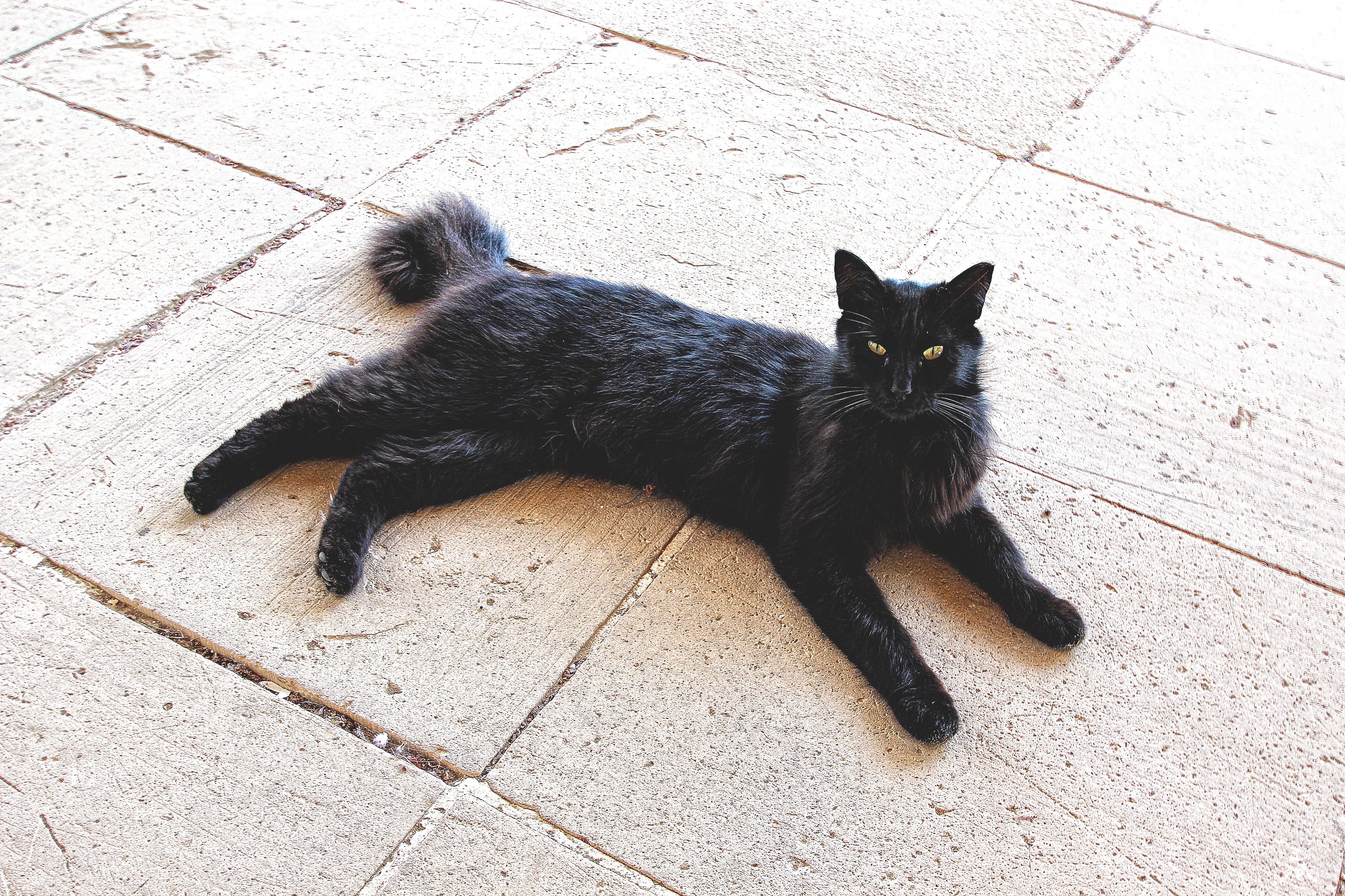 black fur cat