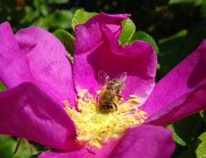 bee and purple flower thumbnail