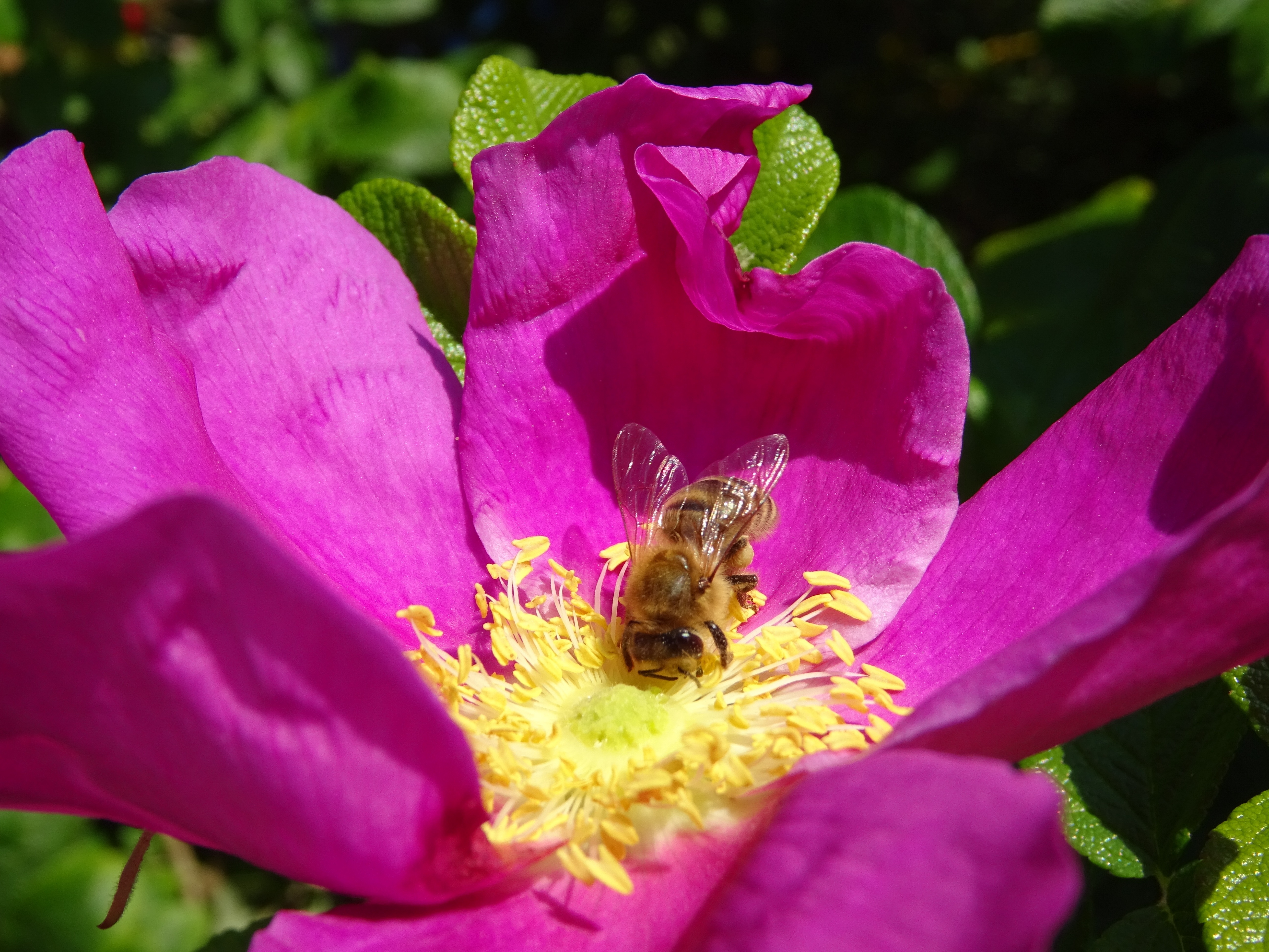 bee and purple flower