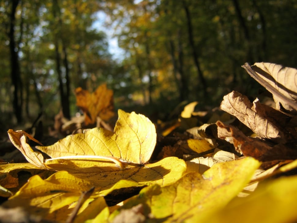 yellow and brown forest leaves preview