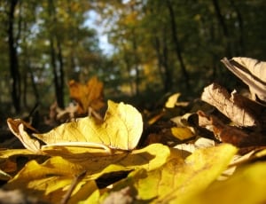 yellow and brown forest leaves thumbnail