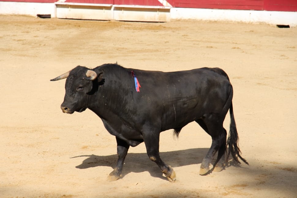 black bull preview