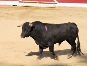 black bull thumbnail