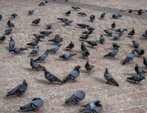 flak of black and grey pigeons thumbnail