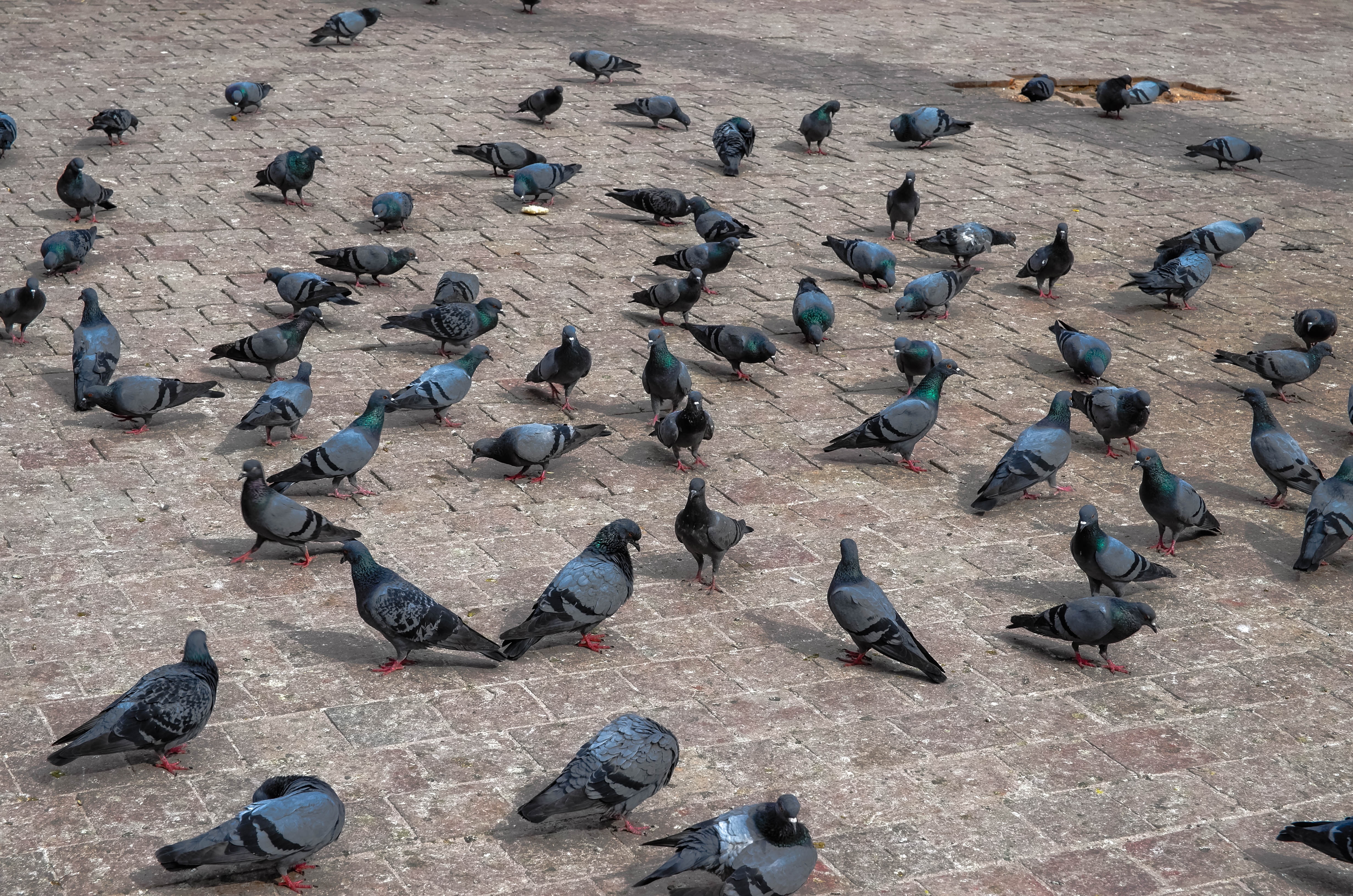 flak of black and grey pigeons
