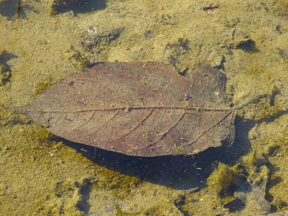 brown withered leaf preview