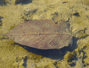 brown withered leaf thumbnail