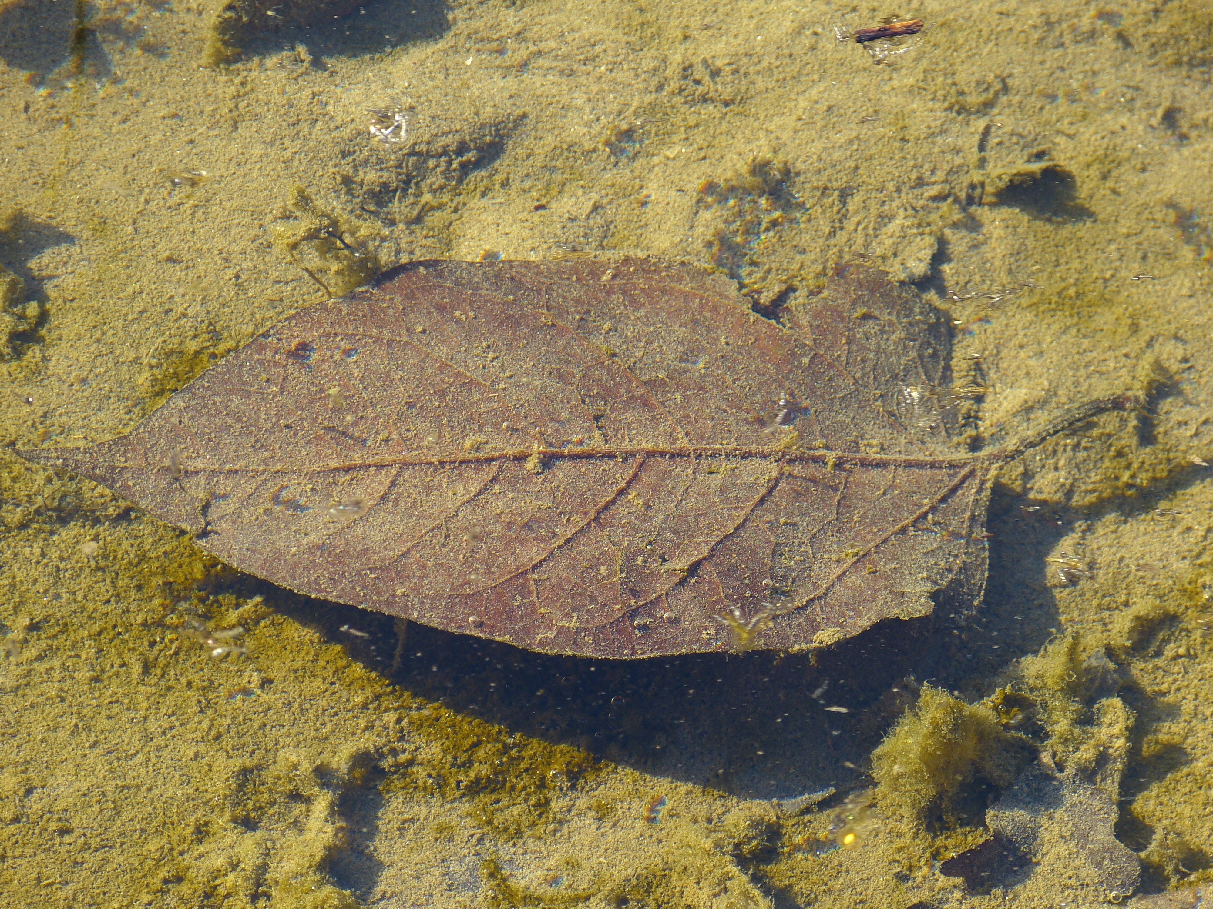 brown withered leaf