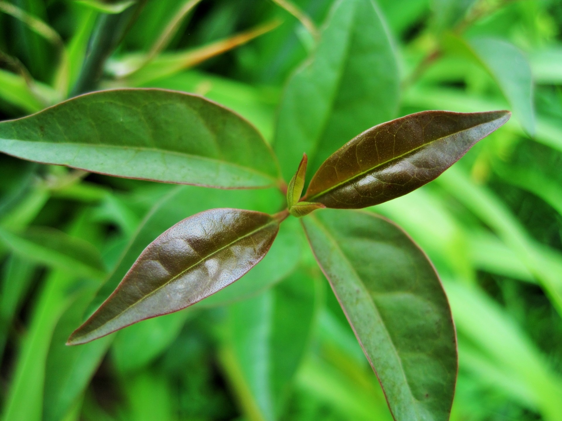 green leafed plant