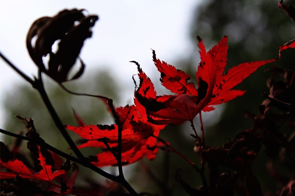 red leaf preview