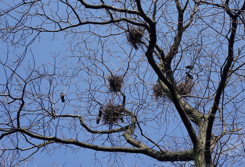 gray bare tree preview