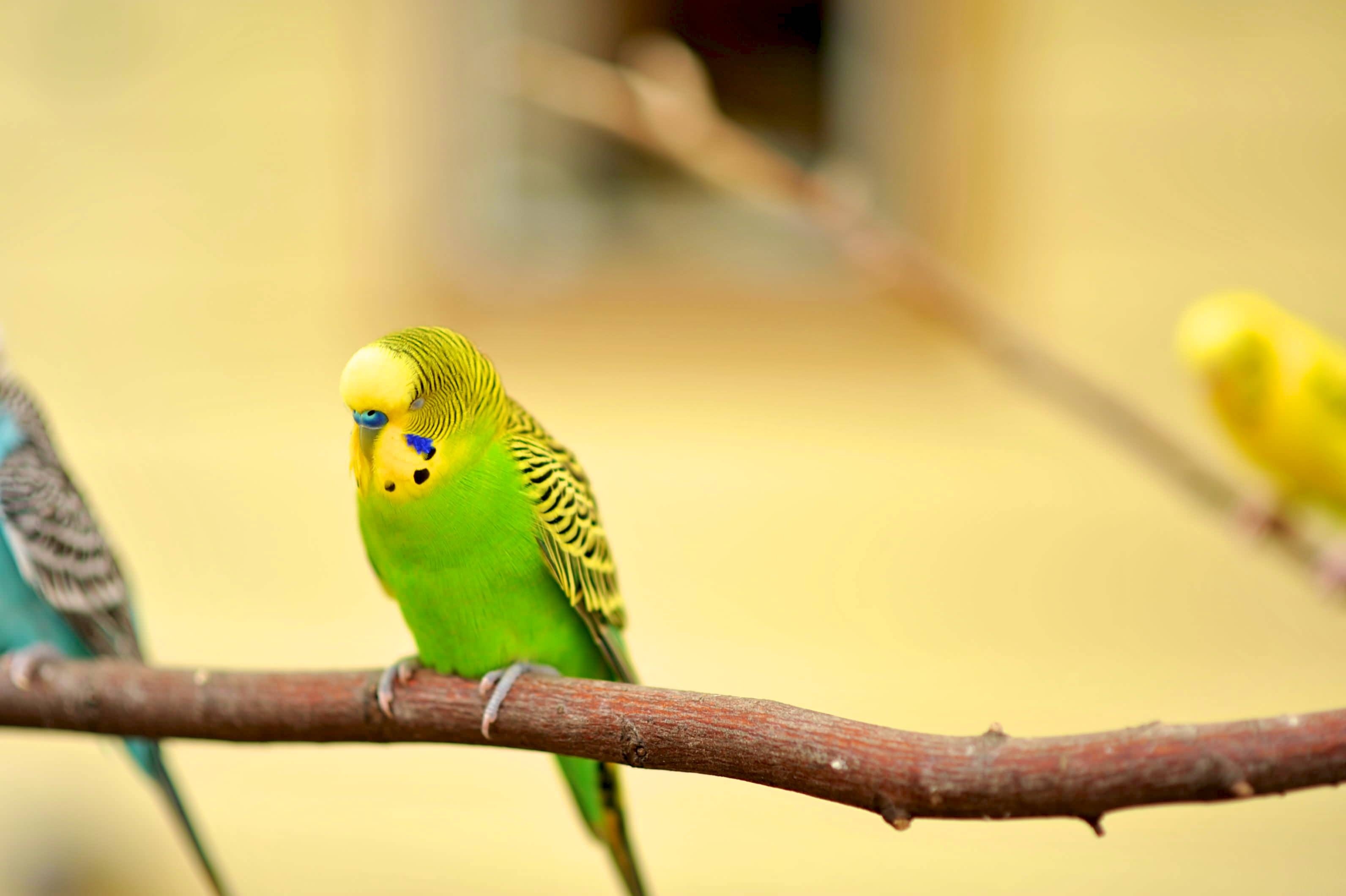 green and yellow budgerigar