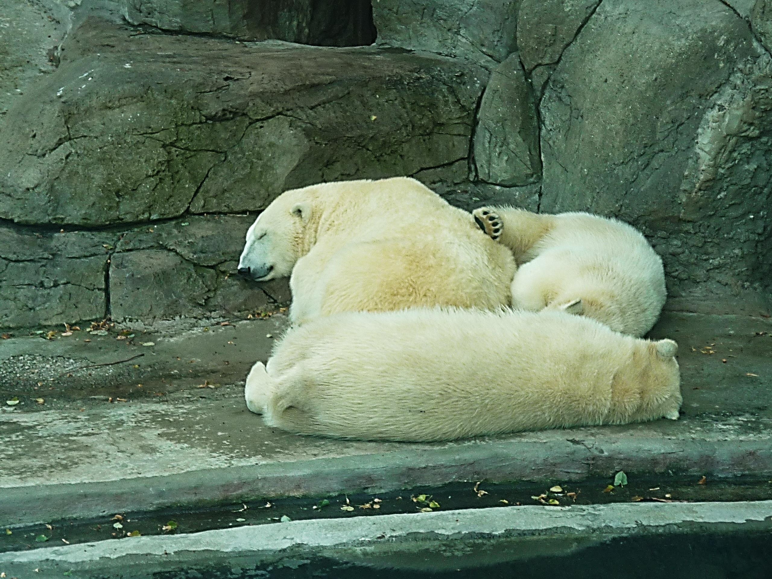 3 polar bears
