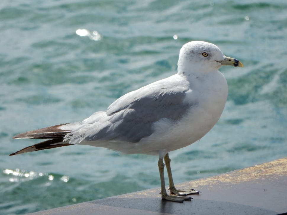 white and gray seagull on concrete ground preview