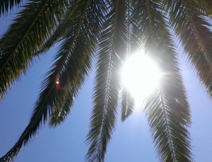 palm tree leaves thumbnail