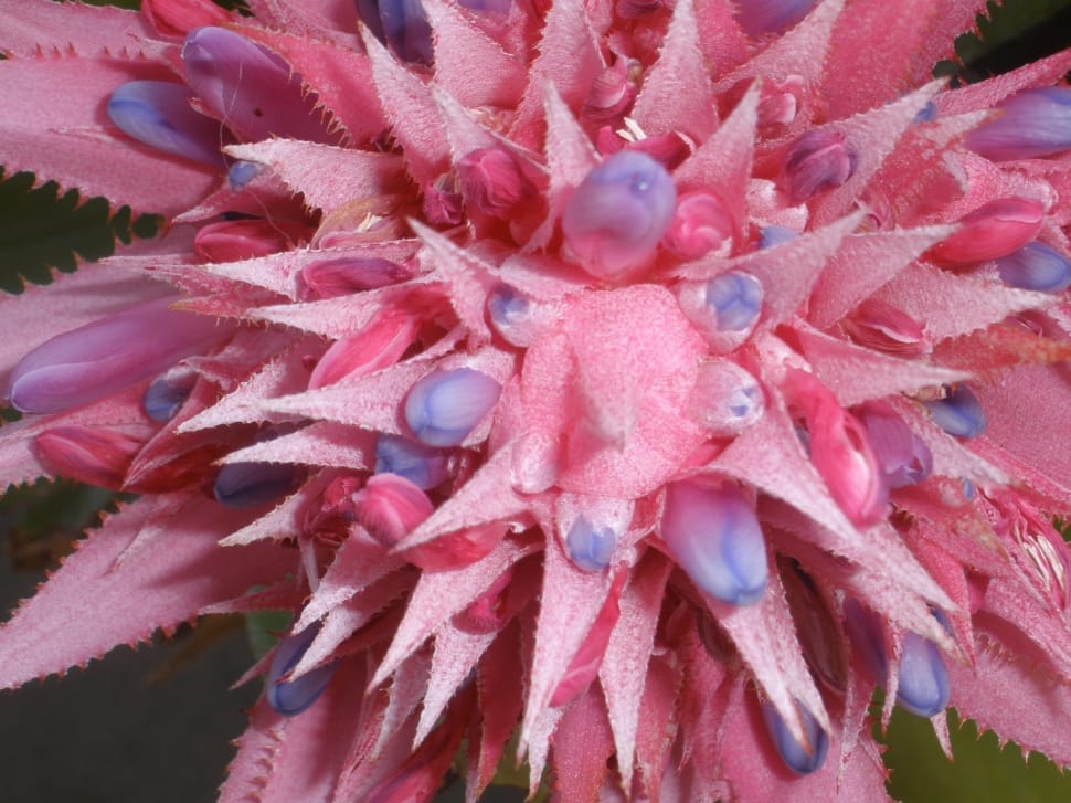 pink bromeliad preview