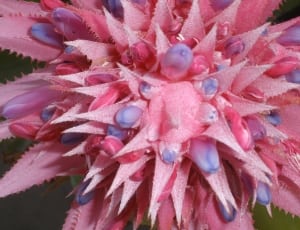 pink bromeliad thumbnail