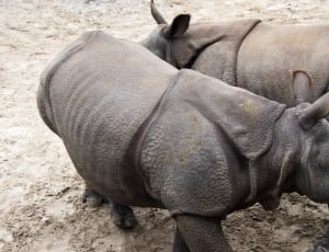 2 african gray rhinos thumbnail