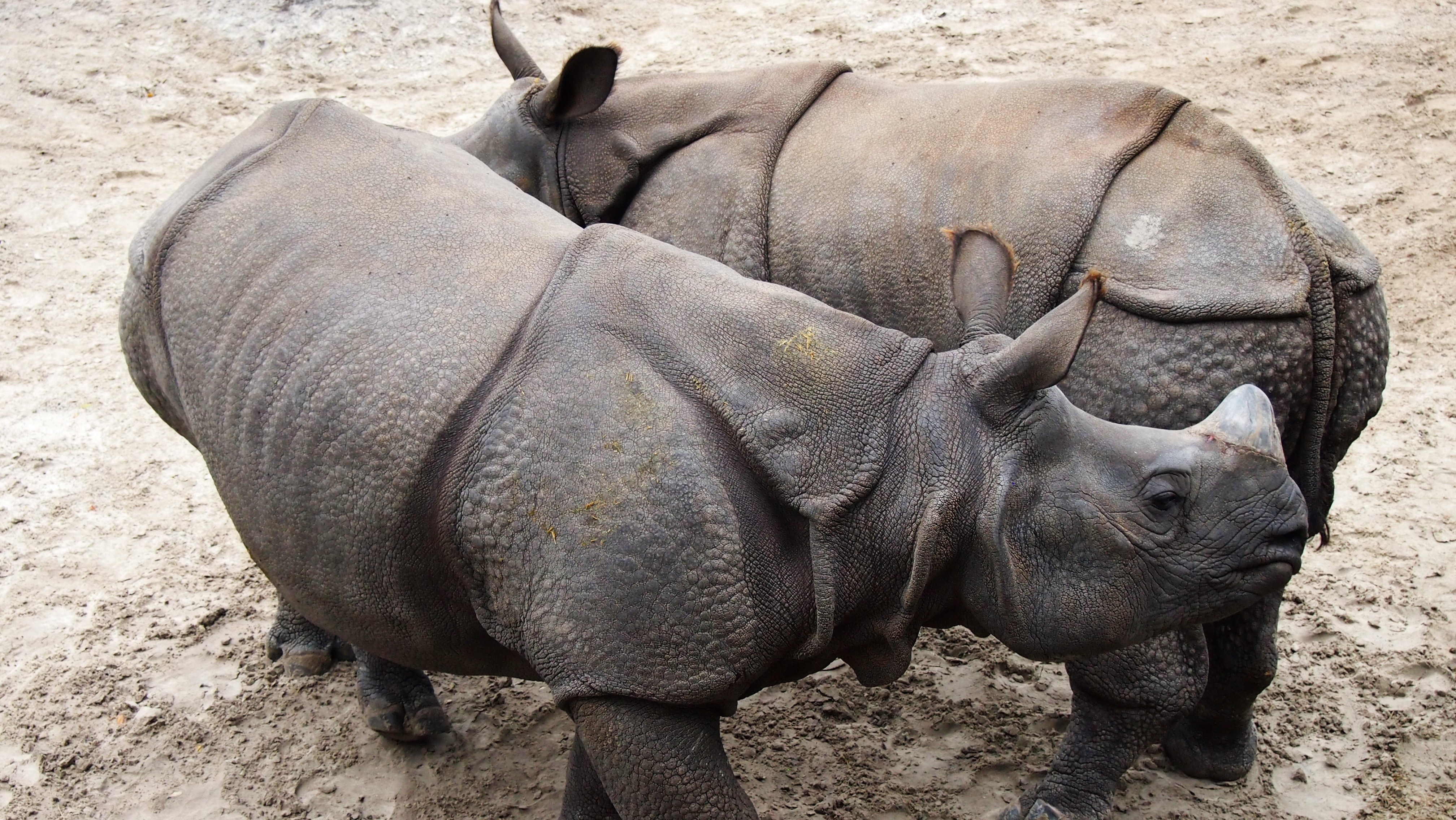 2 african gray rhinos