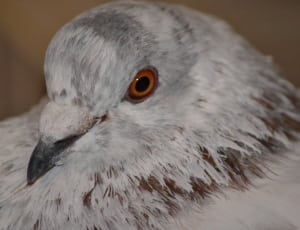 white and grey pigeon thumbnail