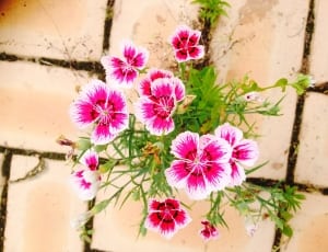 pink and white 5 petaled flowers thumbnail