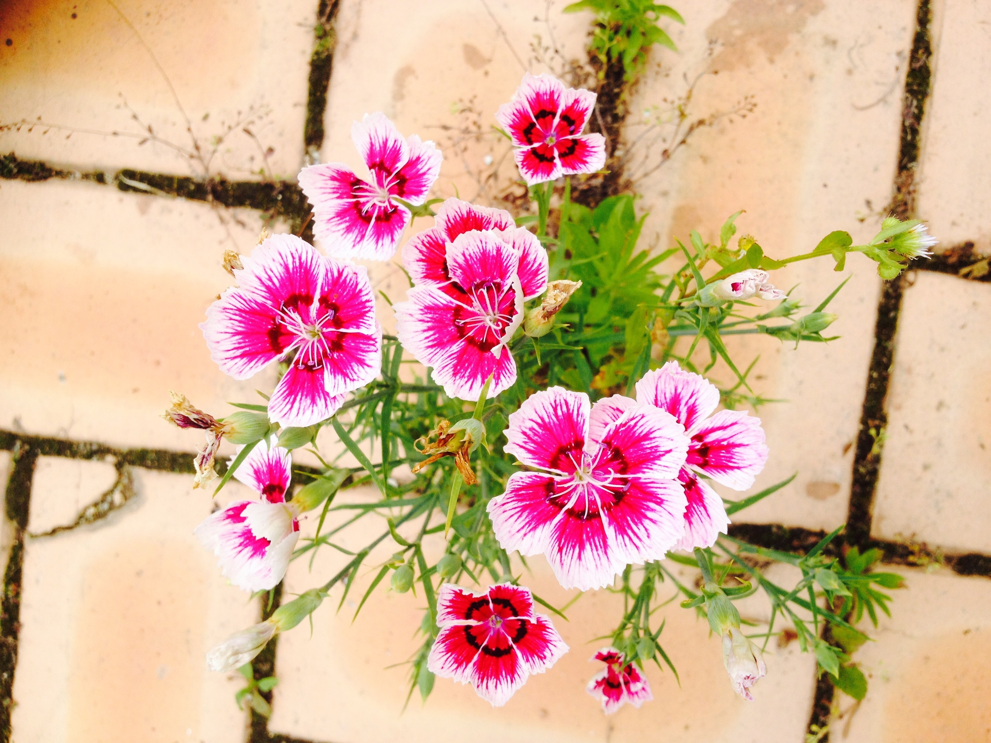 pink and white 5 petaled flowers