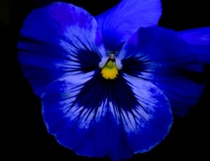 macros shot of blue flower thumbnail