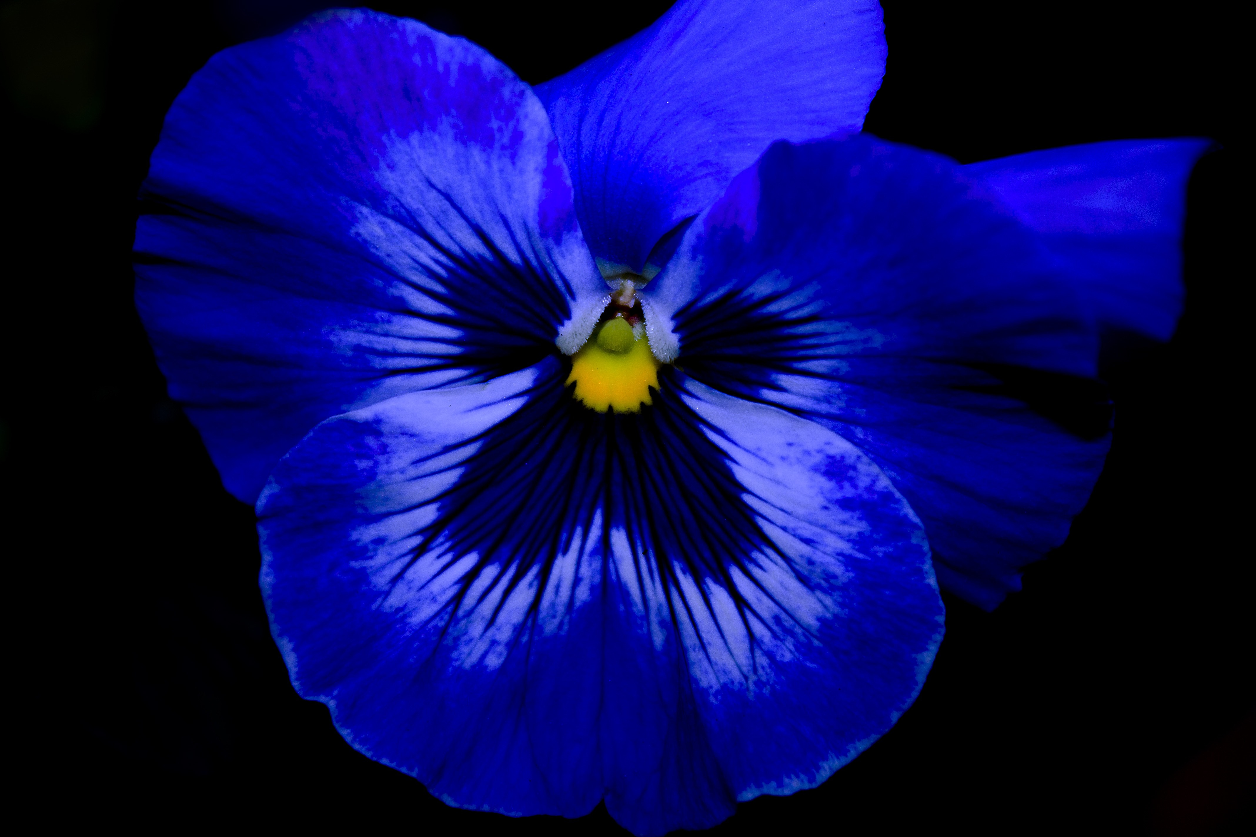 macros shot of blue flower