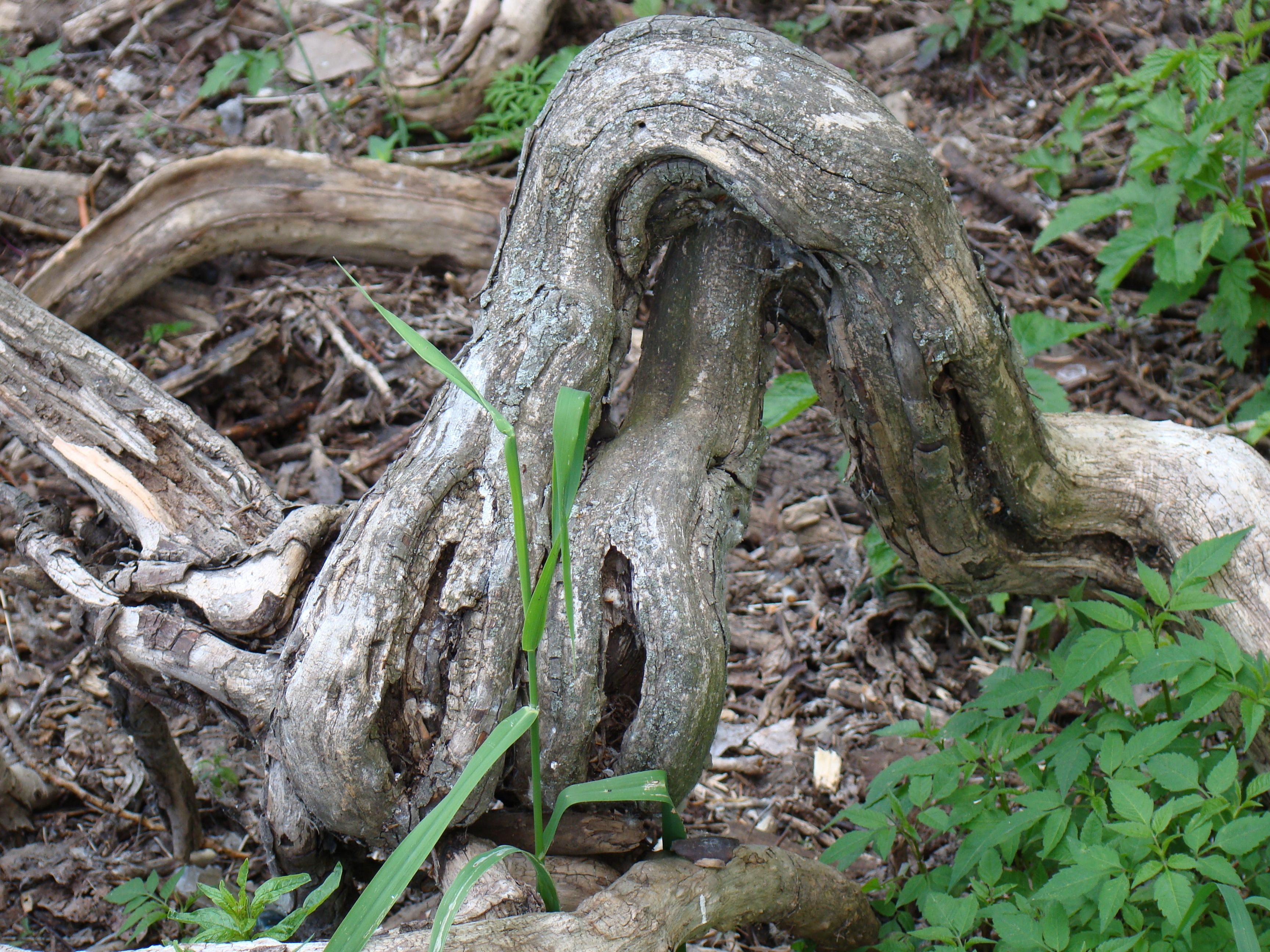 grey wrought root