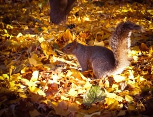 Brown squirrel on bed of dried leaf thumbnail