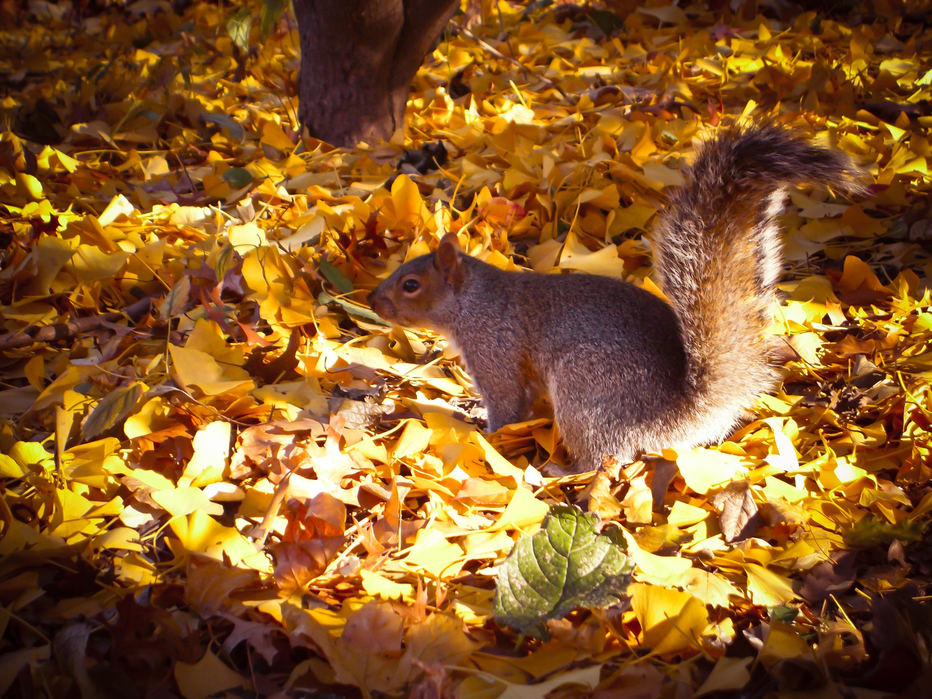 Brown squirrel on bed of dried leaf