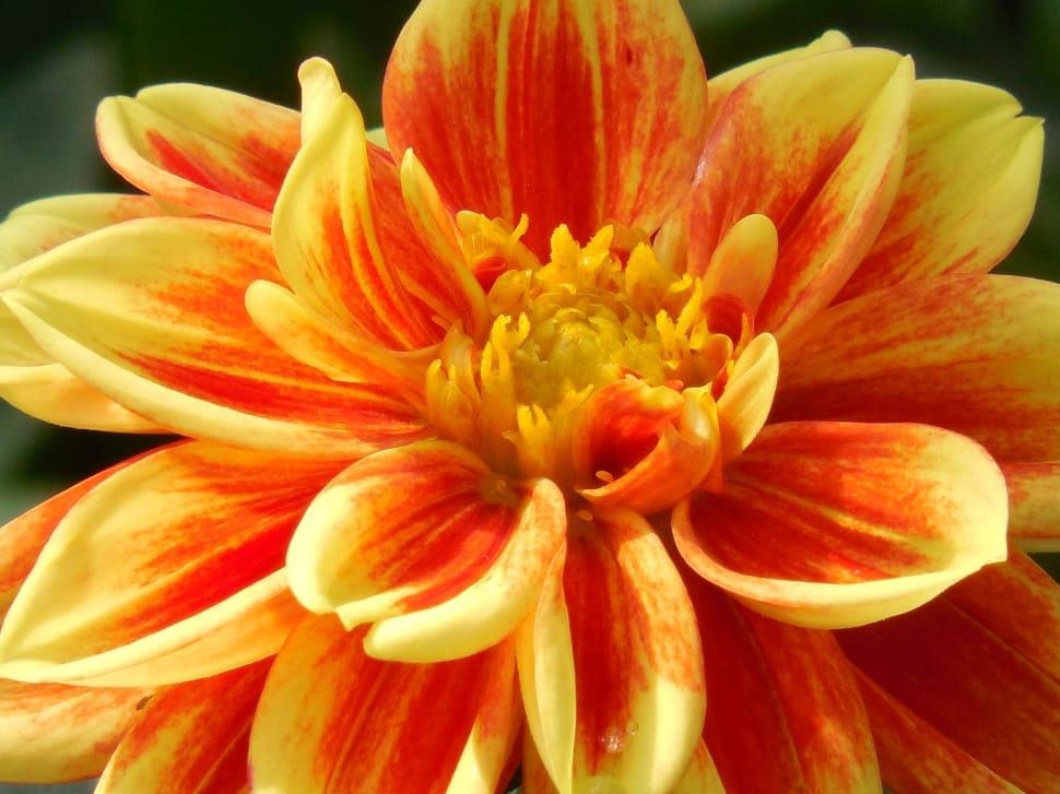 yellow and red petaled flower preview
