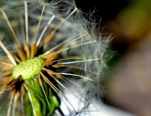 dandelion flower thumbnail