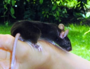 black mice on human hand thumbnail