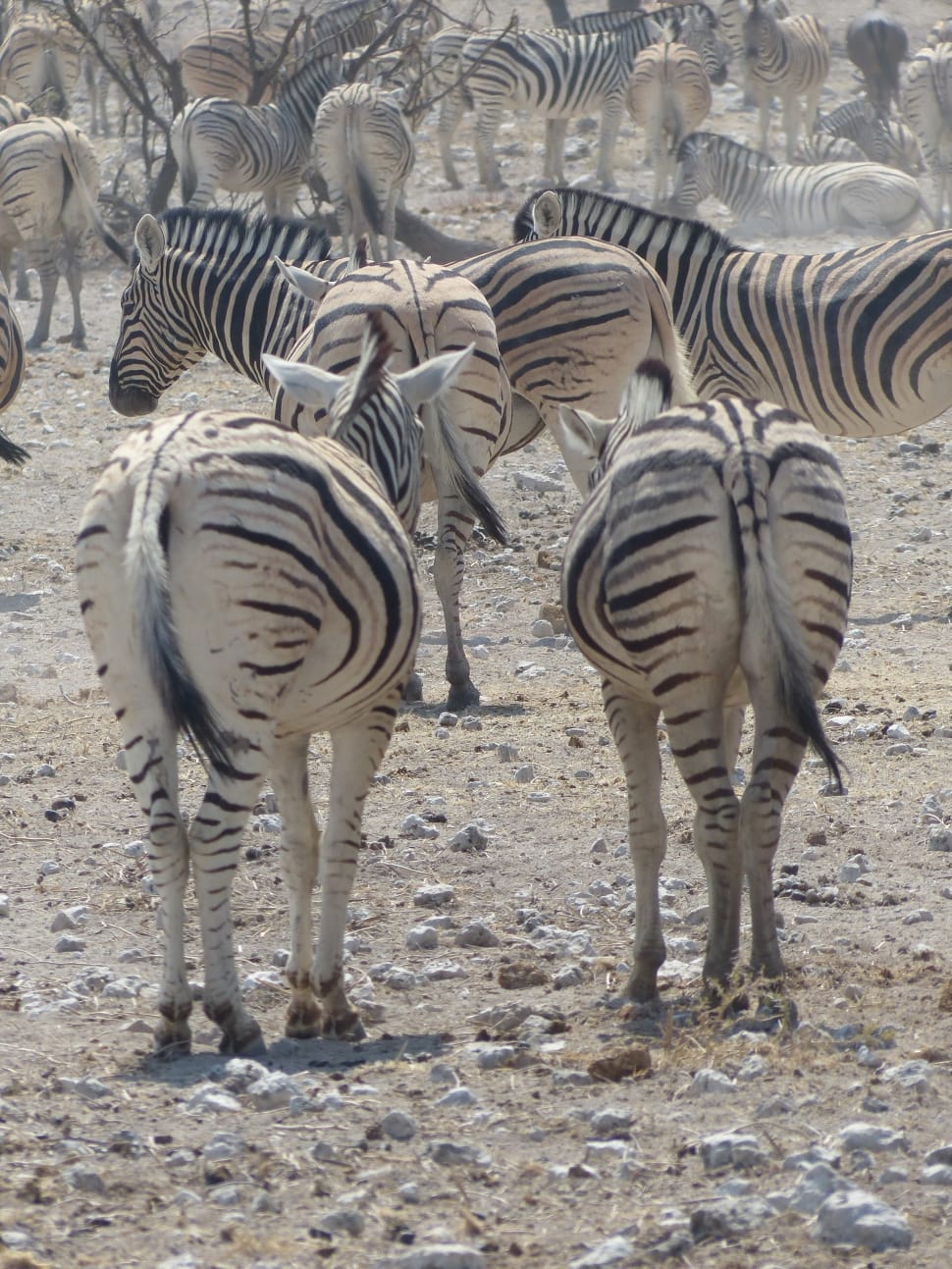 group of zebras preview