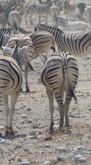 group of zebras thumbnail