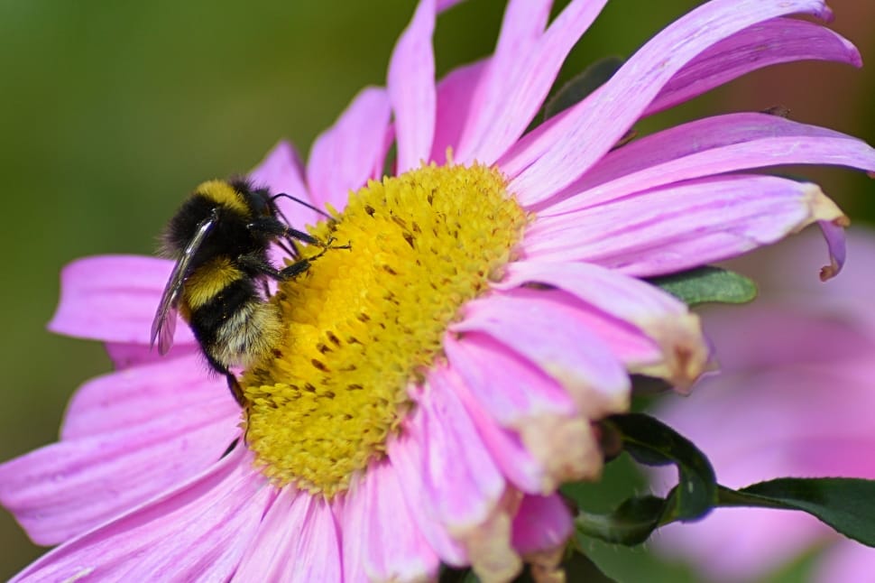 bee and pink petaled flower preview