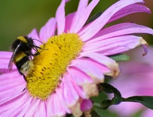bee and pink petaled flower thumbnail