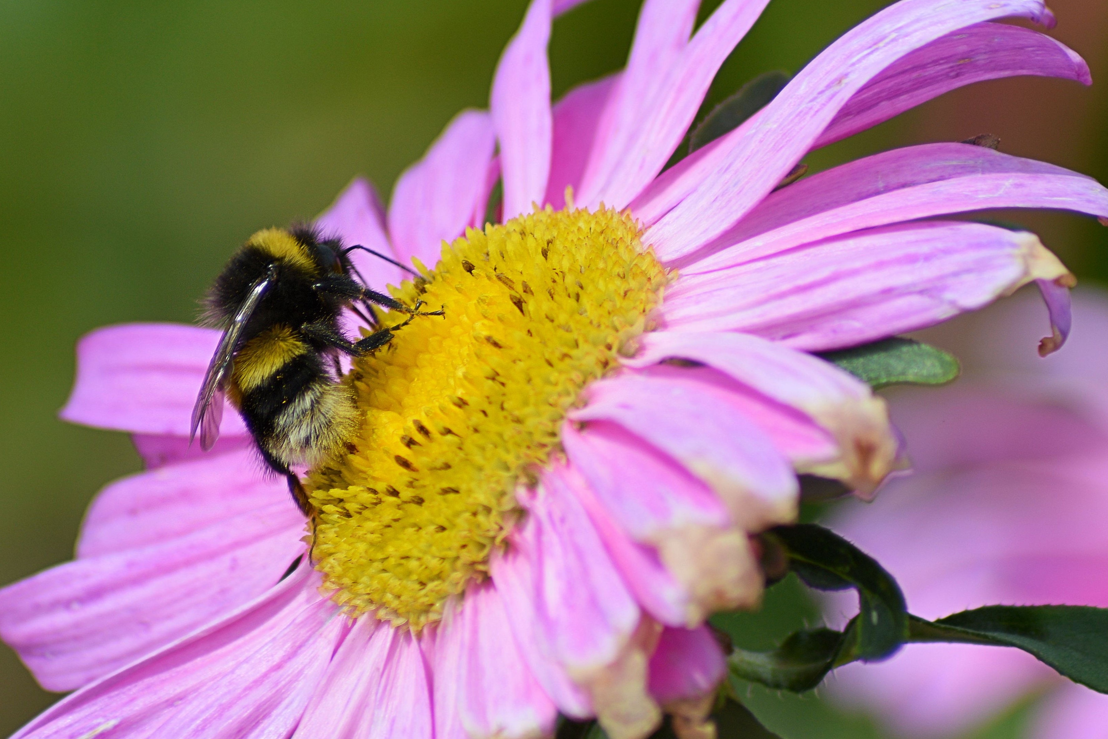 bee and pink petaled flower