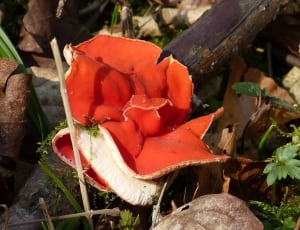 red petaled flowr thumbnail