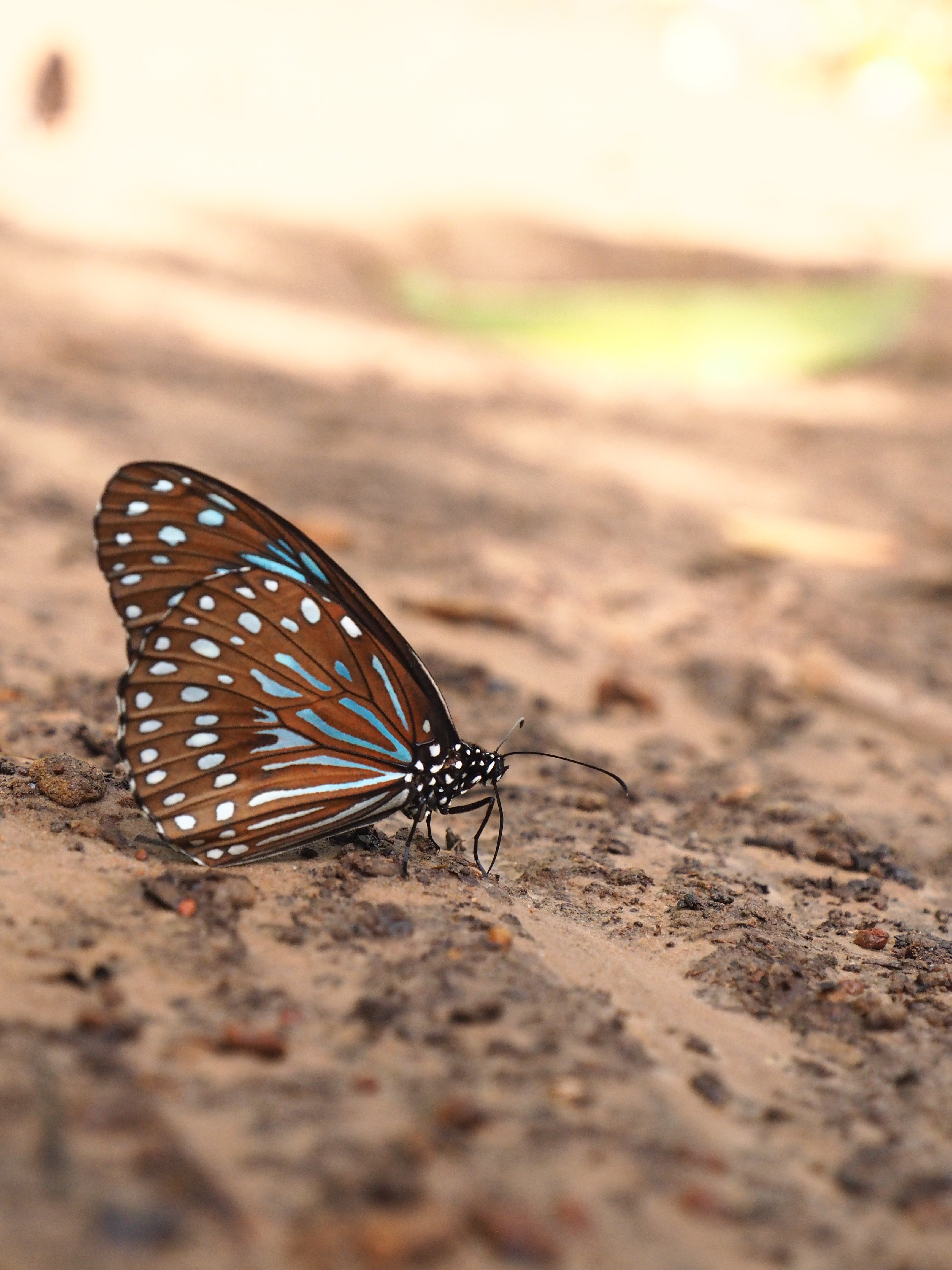 brown and white butterfly