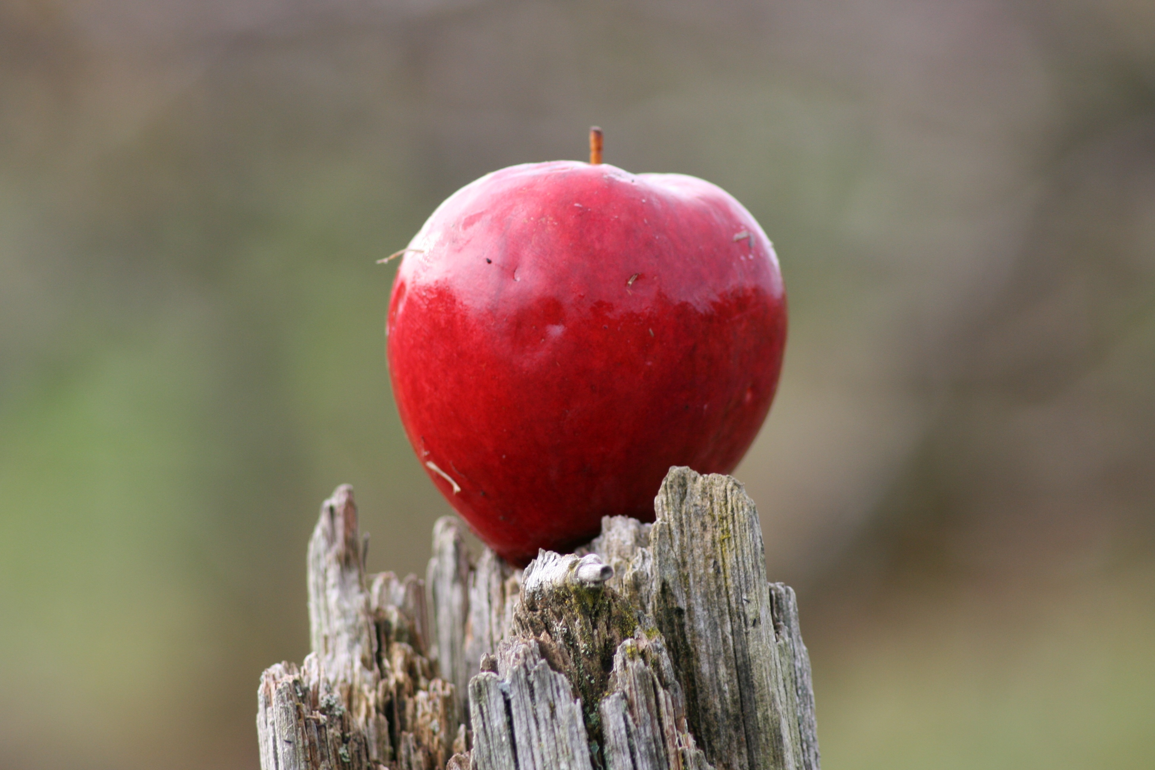 苹果树上枝条秋季这样管_营养_平台_基肥