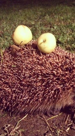 2 pears and brown porcupine thumbnail