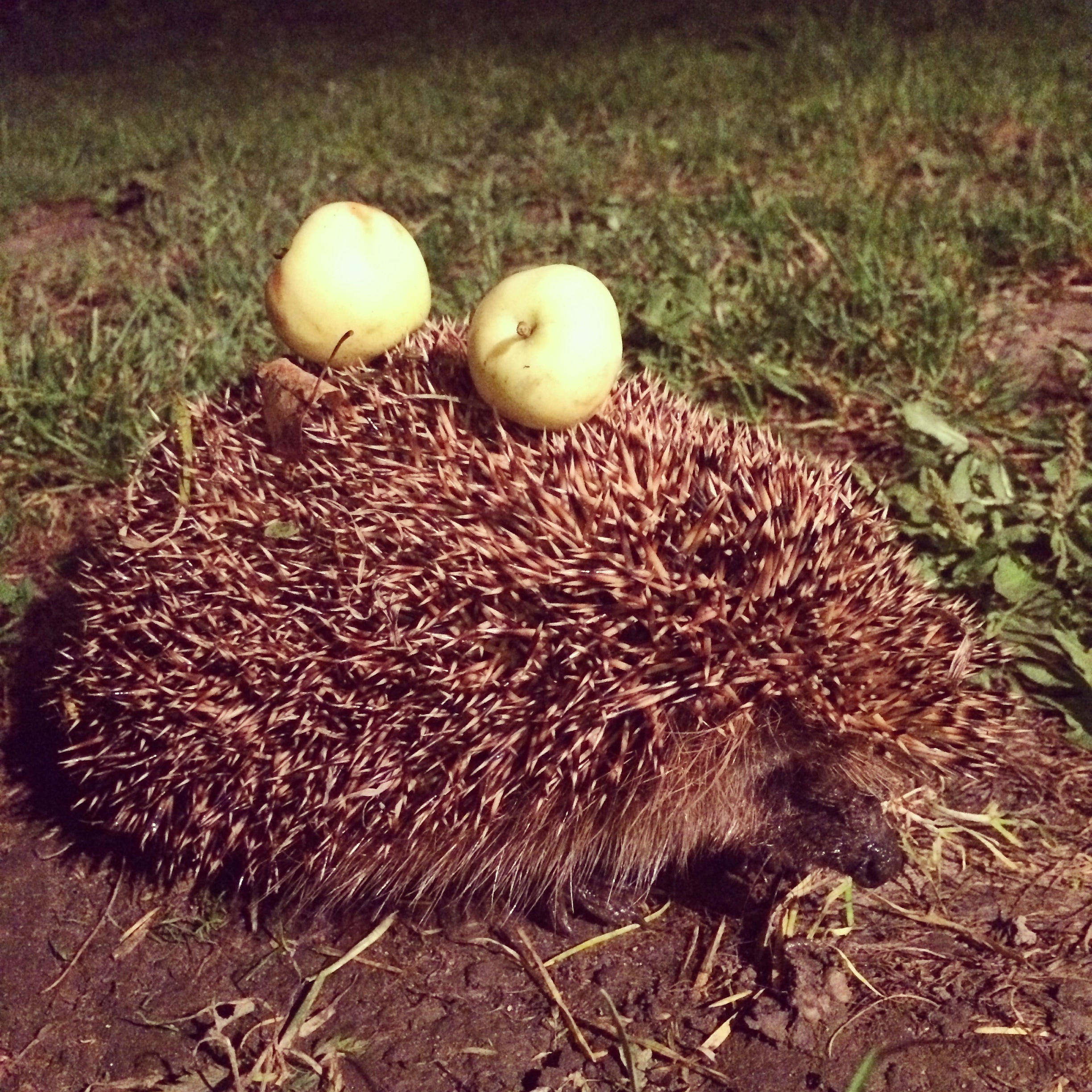 2 pears and brown porcupine