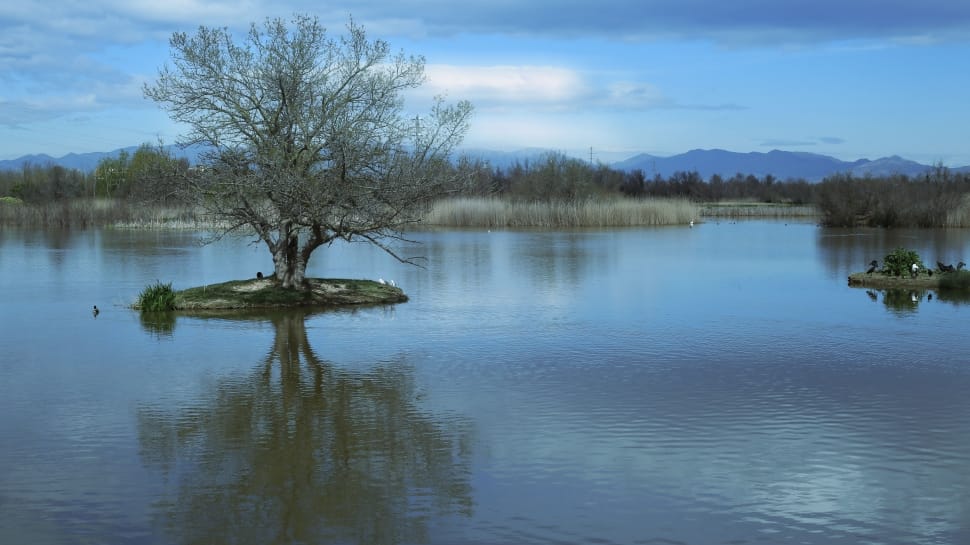 leafless tree on body of water during daytime preview