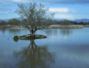 leafless tree on body of water during daytime thumbnail