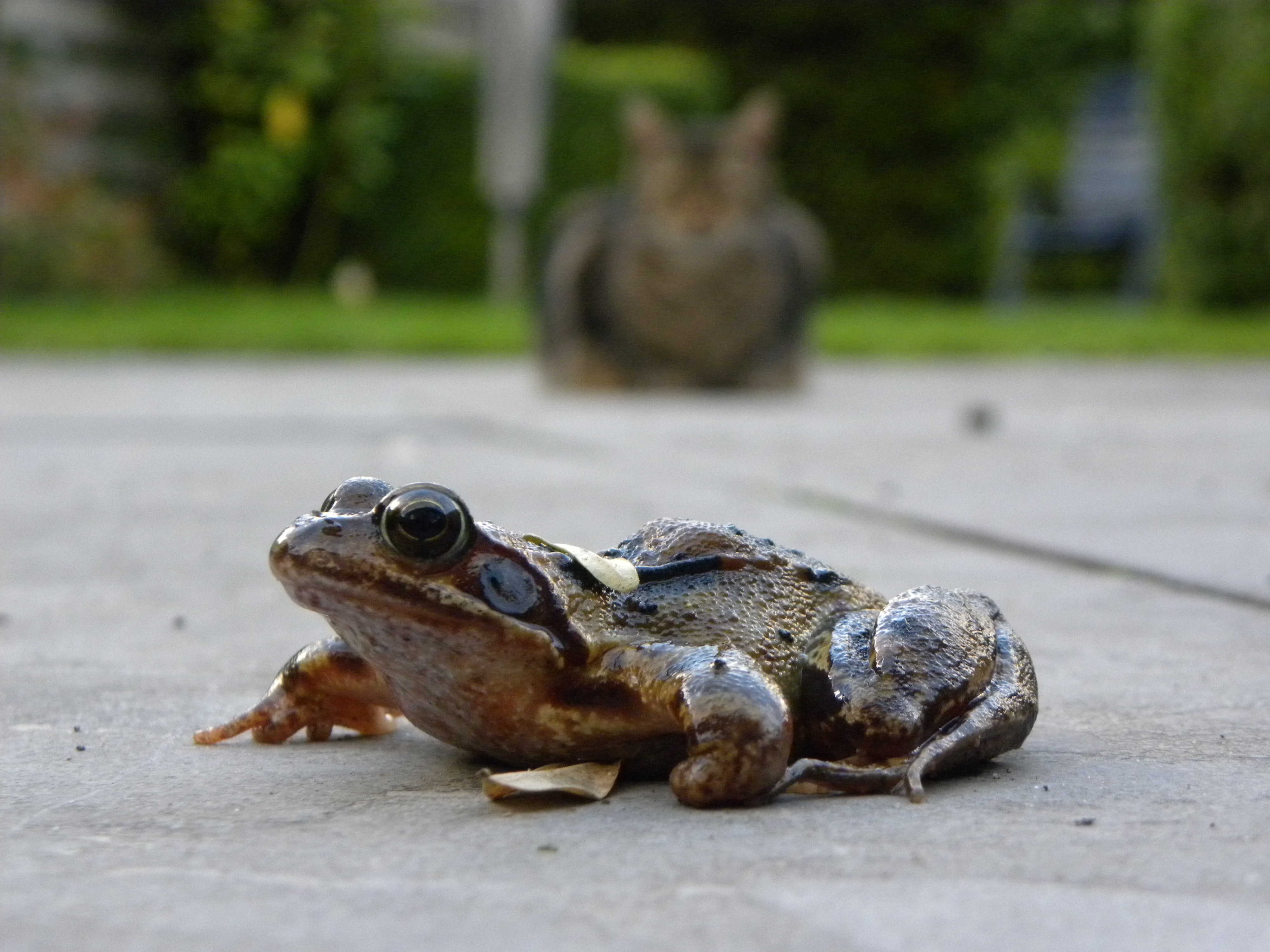 brown and black frog